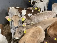 أبقار (دفعة، الجنس غير محدد), Simmental cattle — الصورة 3