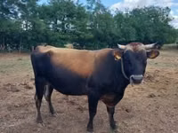 Ng'ombe dume, Jersey breed — picha 3