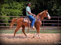 घोड़ा, American paint horse — फ़ोटो 7