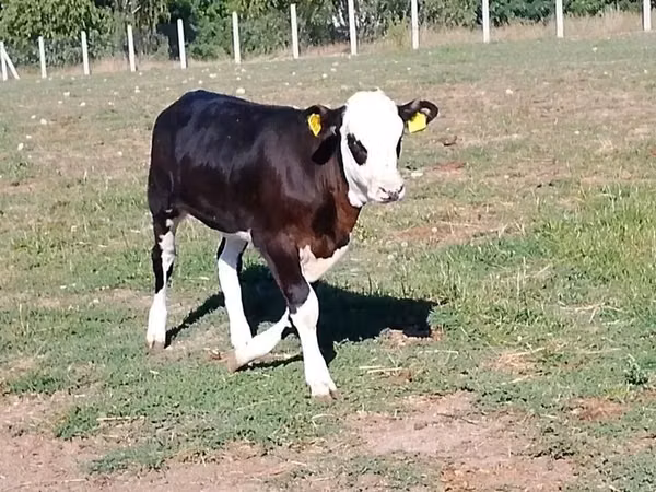 Ng'ombe jike, Hereford