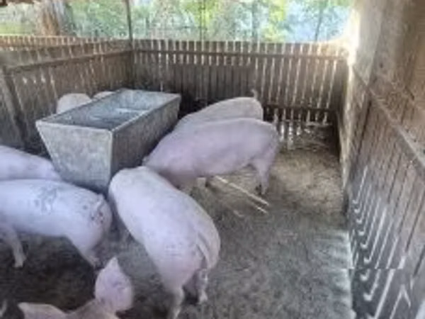 Säue, Schweine