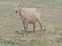 公山羊, Alpine goat — 照片 2