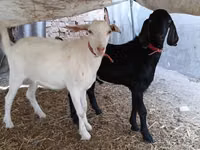 बकरा, Nubian Goat — फ़ोटो 6