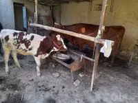 Ng'ombe jike, Red Estonian cattle — picha 1