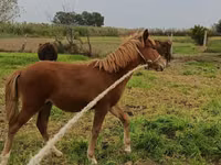 母马, Horses — 照片 3