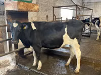 母牛, Holstein breed — 照片 7