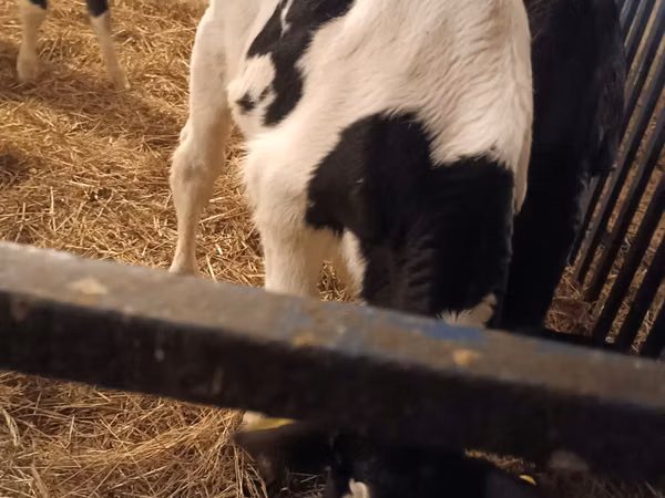 Ng'ombe dume, Russian Black pied cattle