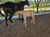 Yegua, Akhal-Teke — foto 4