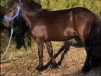 Caballo, Dutch warmblood horse — foto 2