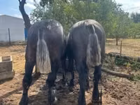 Caballo, Percheron — foto 8