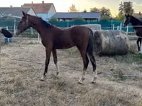 Caballo, Dutch warmblood horse — foto 8