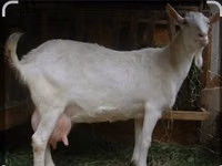 Mbuzi dume, Saanen goat — picha 5
