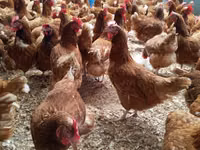 Chickens — 照片 1