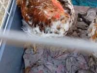 Bantam Pekín — foto 5