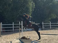 Mare, Friesian sport horse — photo 3