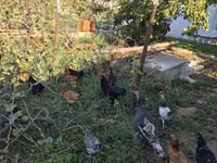 Chickens — 照片 5