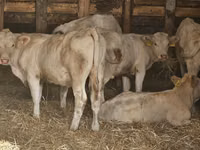 Cow, Charolais cattle — photo 2