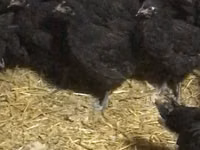 Chickens — photo 1