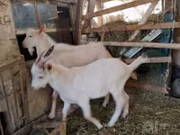 Mbuzi dume, Saanen goat — picha 2