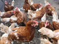 Chickens — picha 3