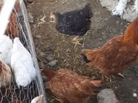 Chickens — Foto 5