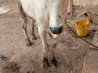 सांड, मवेशी — फ़ोटो 2