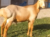 Carnero, Arashan sheep — foto 1