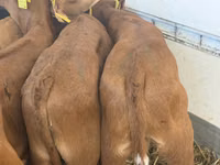 Rinder (Partie, Geschlecht nicht angegeben), Simmental cattle — Foto 5