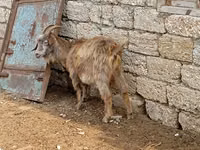 Mbuzi (kikundi, jinsia haijatajwa), Mbuzi — picha 4
