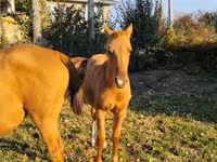 Farasi (kikundi, jinsia haijatajwa), Thoroughbred horse — picha 2