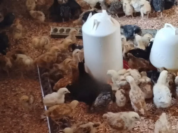 Chickens