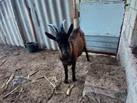 बकरा, Italian Alpine goat — फ़ोटो 4