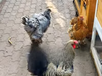 Shamo chickens — picha 3