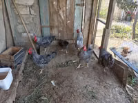 Chickens — Foto 3
