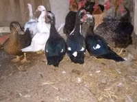 Domestic Muscovy — photo 2