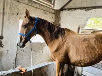 Mare, Russian Don — photo 4