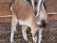 Cabra, West African dwarf goats — foto 3