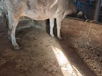 Cow, Cattle — photo 3