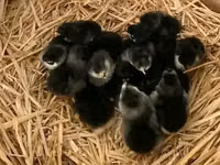 Australorp — Foto 6