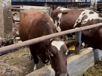 母牛, Swiss cattle — 照片 3