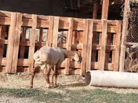 公羊, Rhon sheep — 照片 5