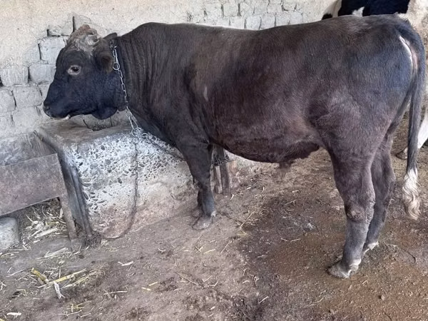 Ng'ombe jike, Banda la Holstein