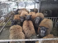 Kondoo jike, Texel sheep — picha 2