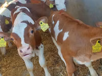 Cattle (batch, sex not specified), Simmental cattle — photo 2
