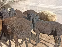 Ovejas (lote, sexo no especificado), Tajik sheep — foto 4