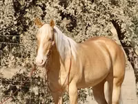 حصان, Quarter Horse — الصورة 6