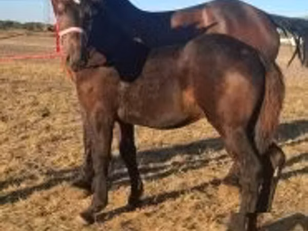 घोड़ा, Percheron