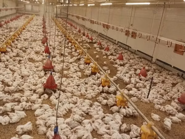 Chickens