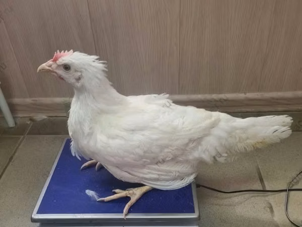 आईएसए ब्राउन