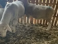 Sheep, Merinoland sheep — photo 1